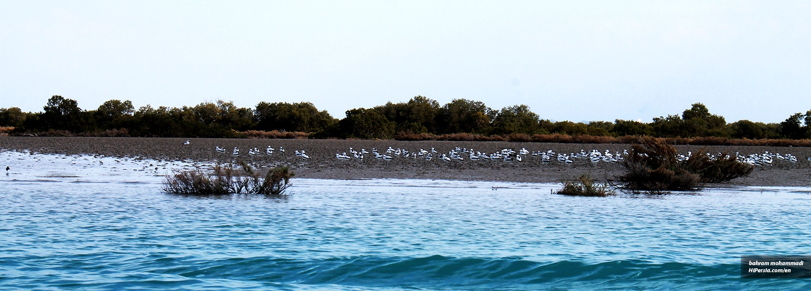 Qeshm Green Gold