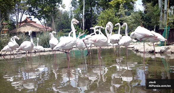 Isfahan Birds garden