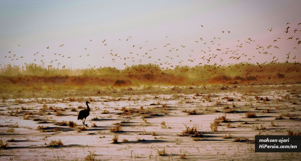 Meighan Wetland