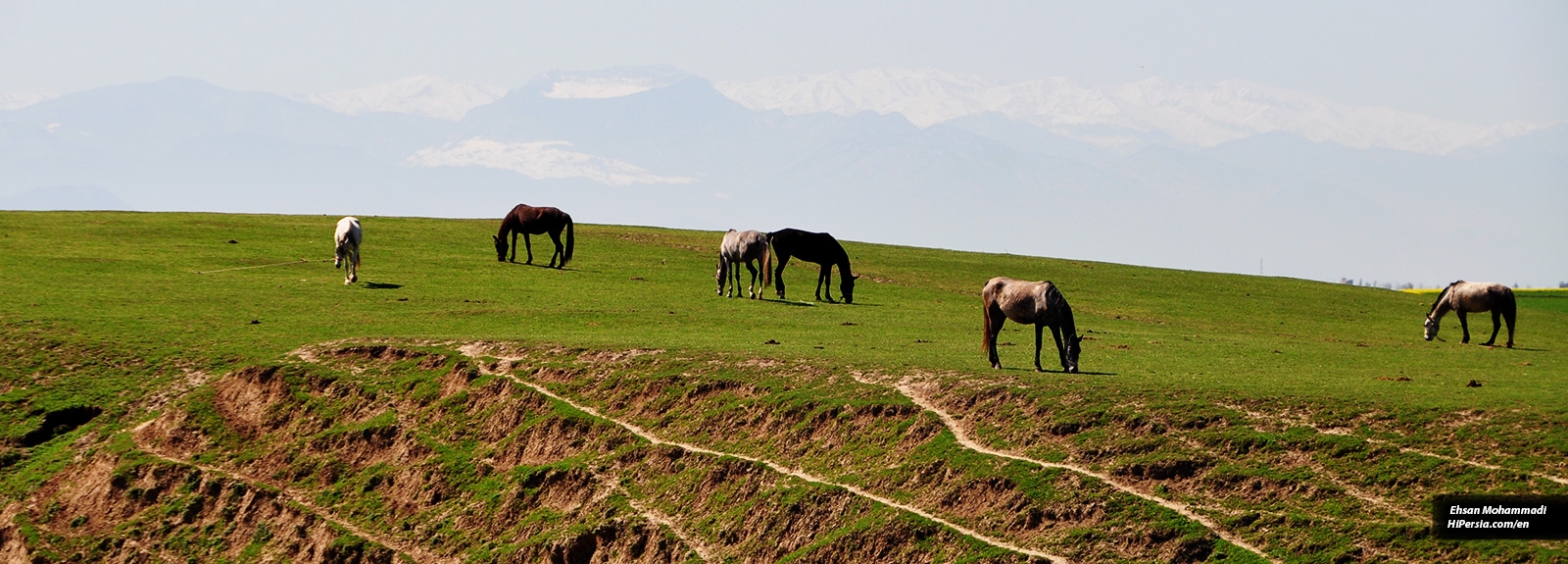 Turkoman horse
