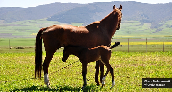 Turkoman horse Turkoman horse