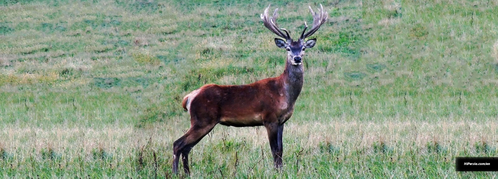 Persian fallow deer