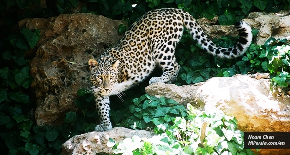 Persian leopard