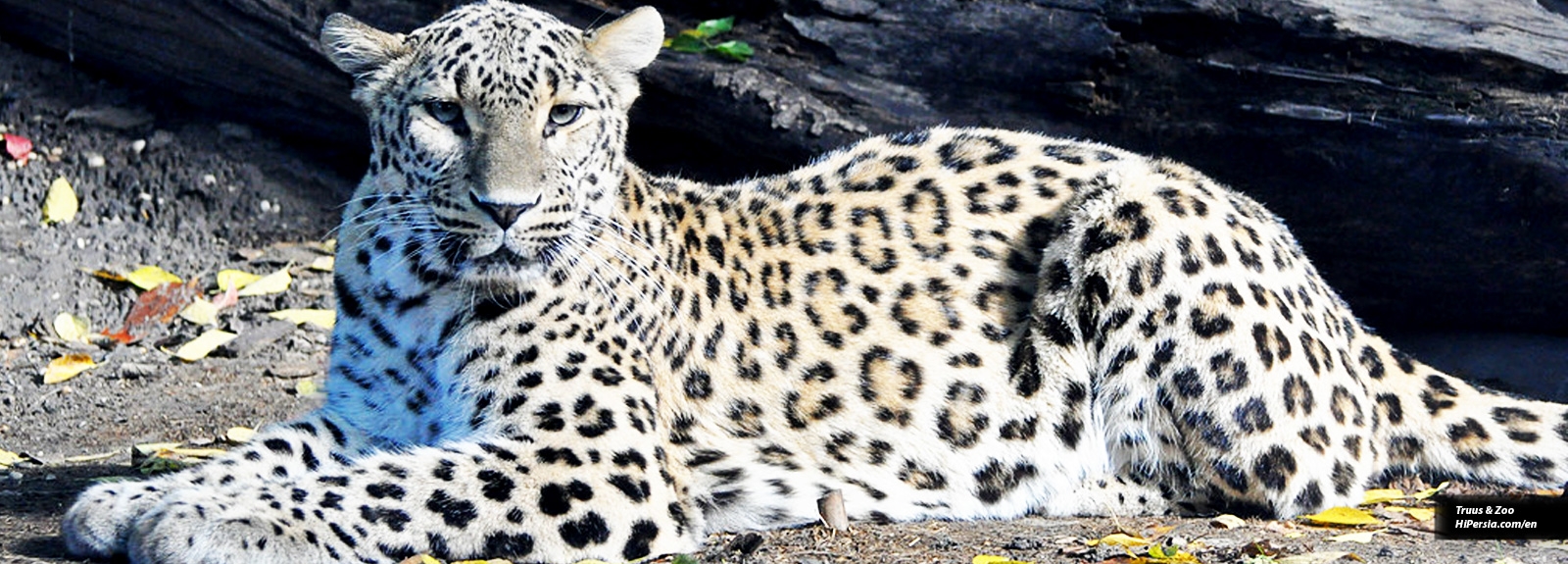 Persian leopard