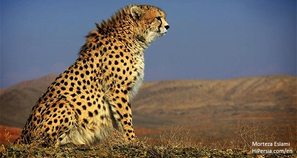 Asiatic Cheetah