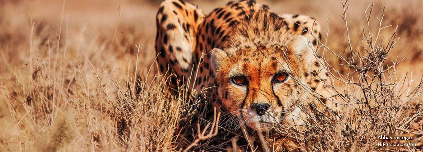 Asiatic Cheetah