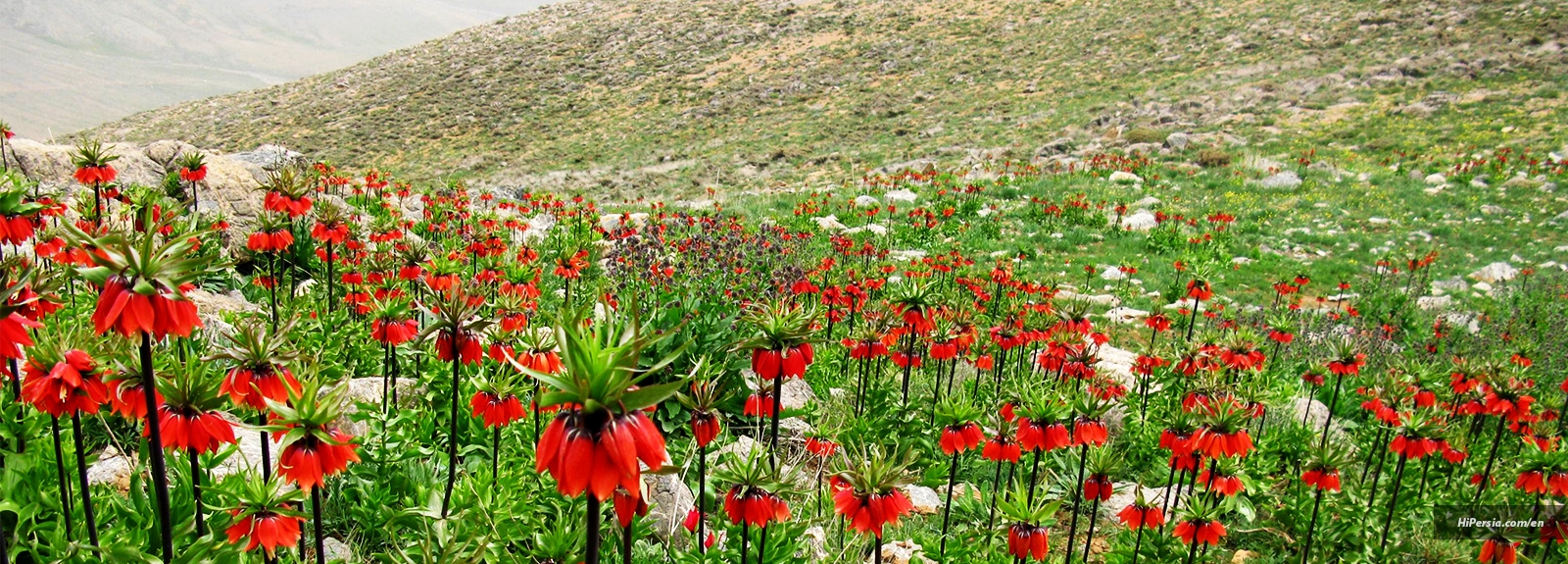 Fritillaries