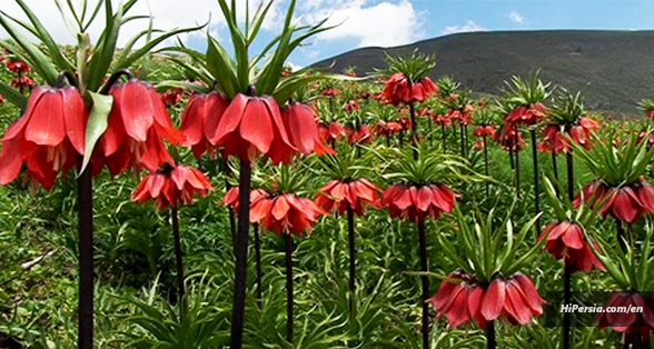 Fritillaries