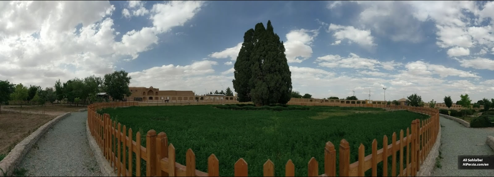 A 4000-year-old Tree