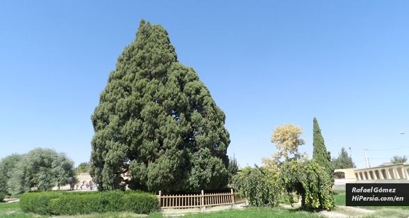 A 4000-year-old Tree