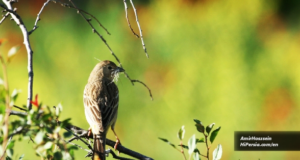 Tandoureh Protected Area