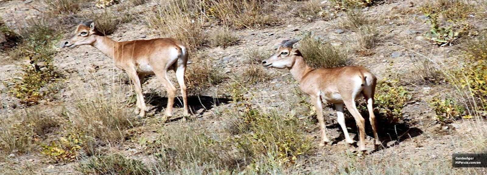 Tang-e-sayad National Park