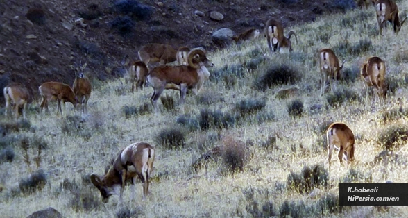 Salouk National Park