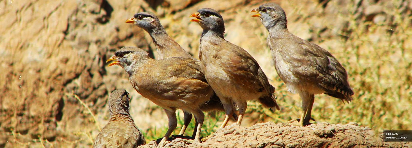 birdwatching in Iran