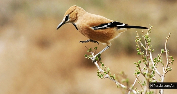 birdwatching in Iran