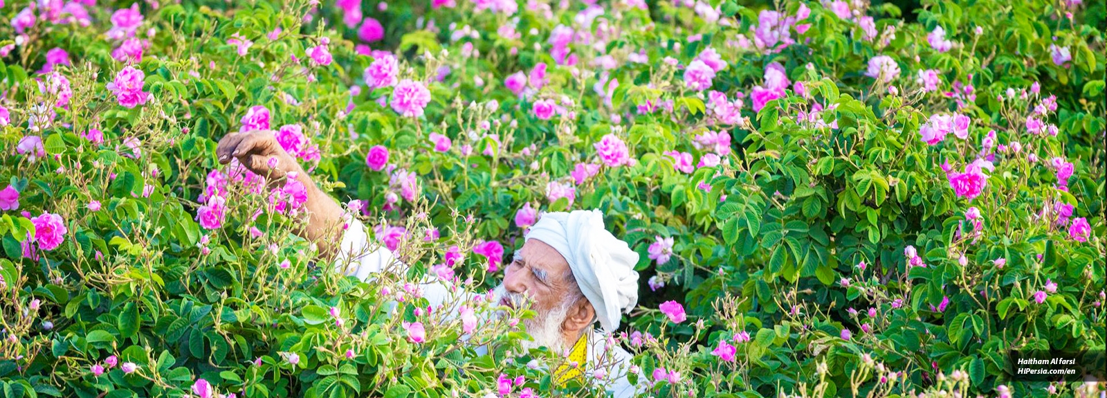 Making Rose water