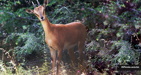 Golestan National Park