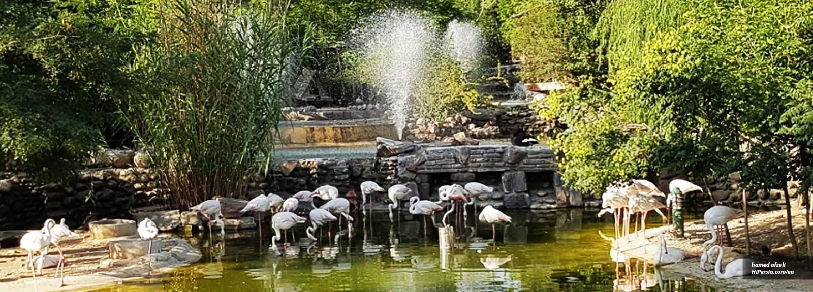 Tehran Birds Garden