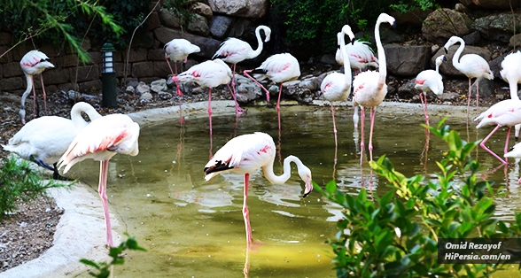 Tehran Birds Garden