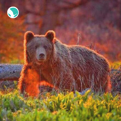 Golestan National Park