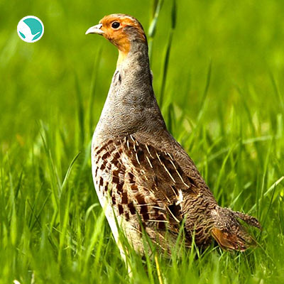 birdwatching in Iran