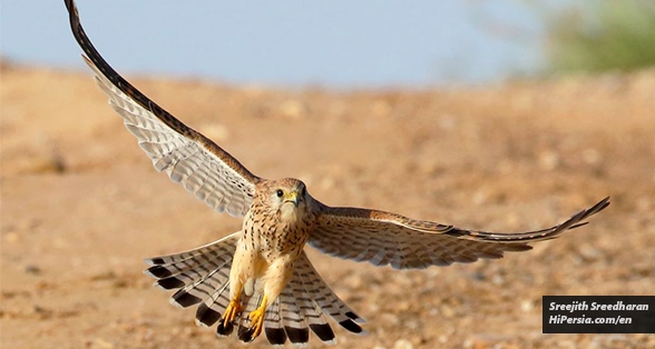 Kalmand Protected Area