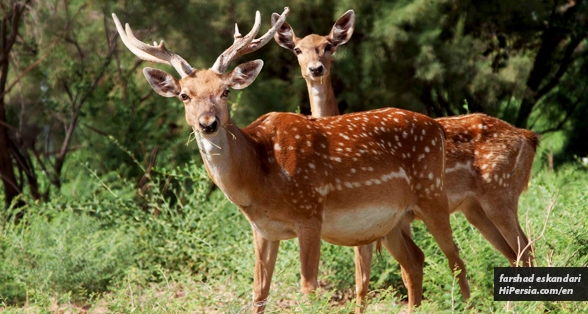 Persian fallow deer