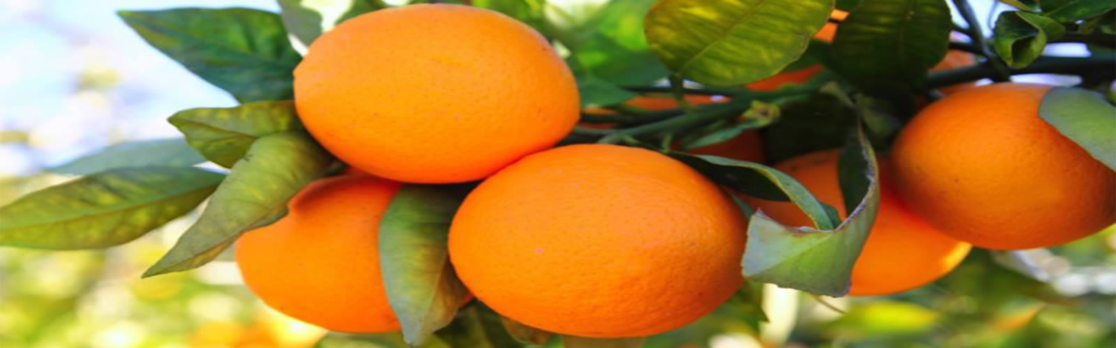 سفر پرتقال‌چینی