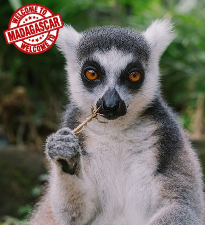 ویزای ‏ماداگاسکار ‏(الکترونیک)