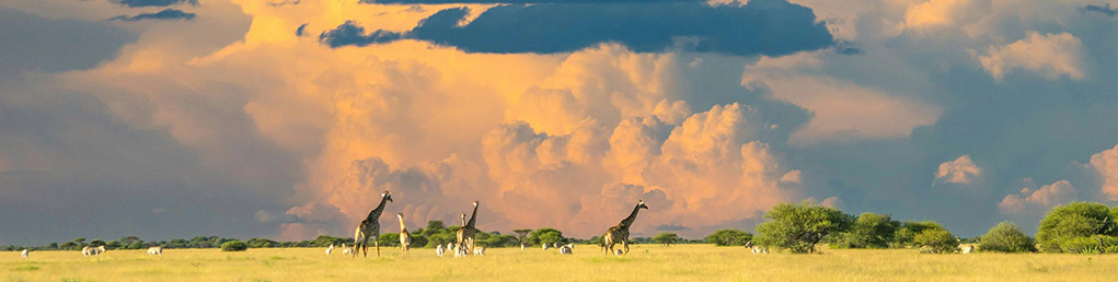 ویزای بوتسوانا (توریستی الکترونیک)