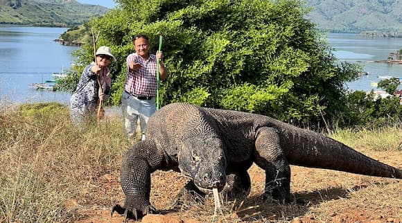 جزیره کومودو